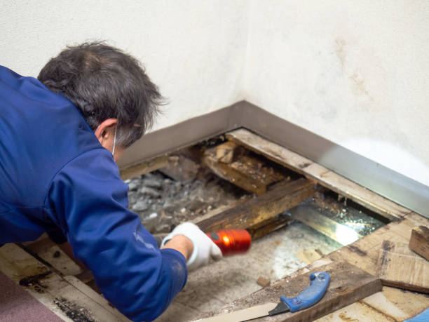 Best Professional Mold Removal  in Riviera Beach, MD