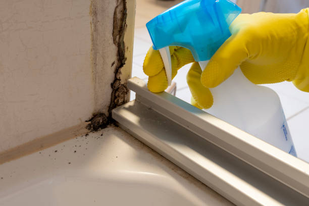 Best Black Mold Removal  in Riviera Beach, MD