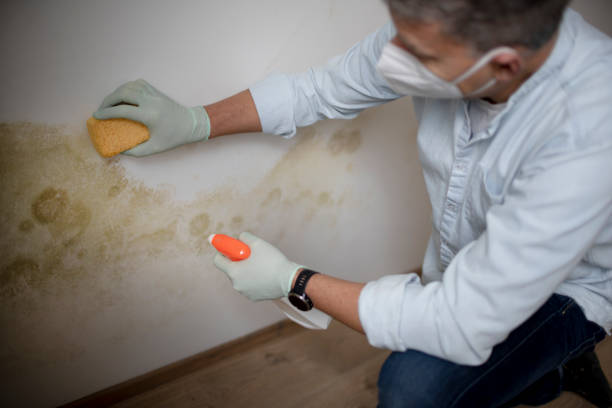 Best Residential Mold Removal  in Riviera Beach, MD