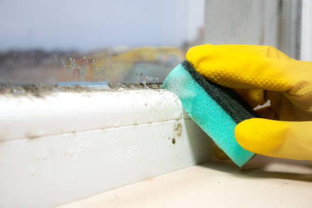 Best Mold Damage Repair  in Riviera Beach, MD