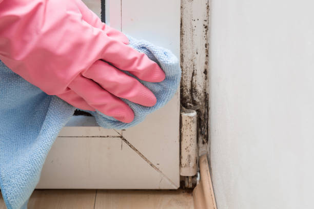 Best Best Mold Removal Companies  in Riviera Beach, MD