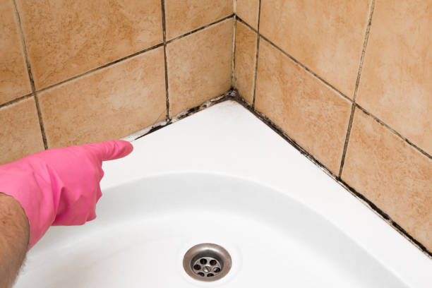 Best Fast Mold Removal  in Riviera Beach, MD
